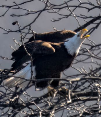 Middle Creek Wildlife Management Area, Pennsylvania