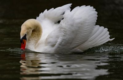 Swan-1180.jpg