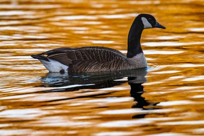 Canada Geese