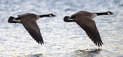 Canada Geese