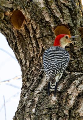 Red-Bellied Woodpecker