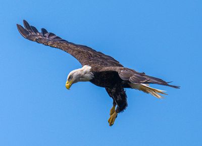 Raptors