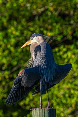 Wading Birds