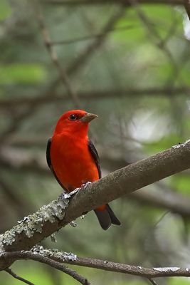 Scarlet Tanager