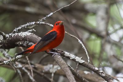 Scarlet Tanager