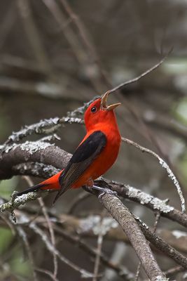 Scarlet Tanager