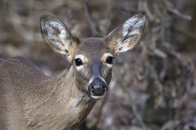 Whitetail Doe