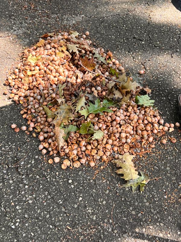 Some of the acorns gathered