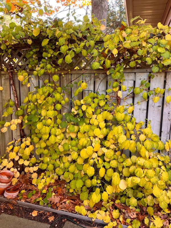 Another climbing hydrangea