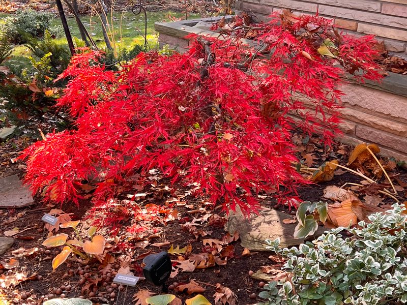 The Japanese Maple (stunted growth)