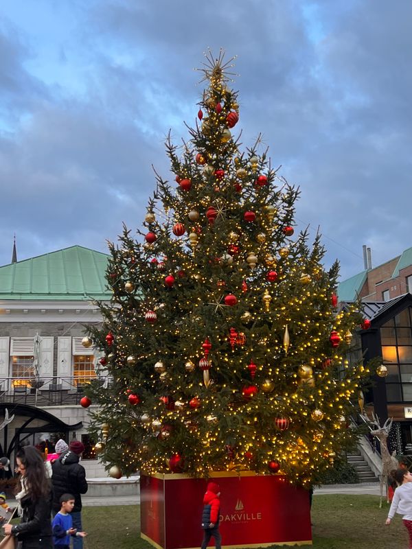 Town of Oakville's Christmas Tree