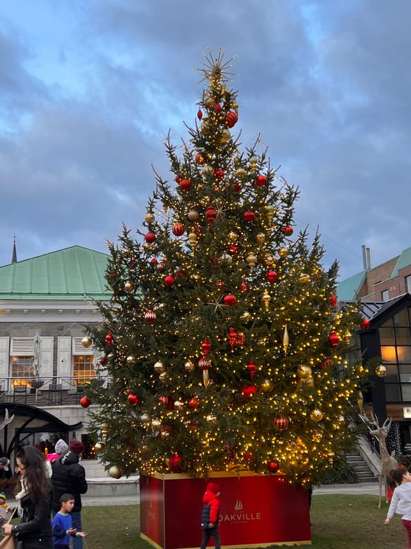 Town of Oakville's Christmas Tree