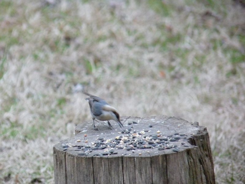 A new bird for me.Brown-headed nuthatch - lifer!!