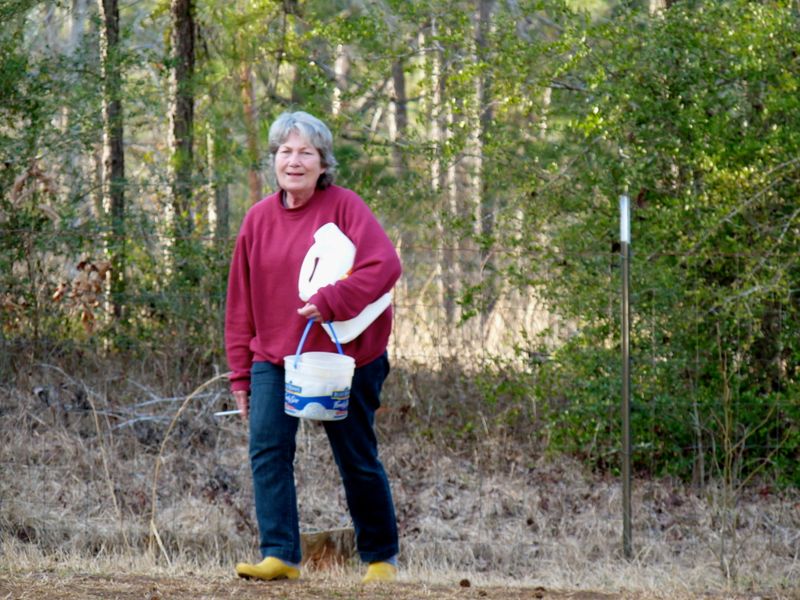 Becky was very busy feeding her birds .. they would fly ahead to the next stump where Becky would scatter seed for them. I've ne