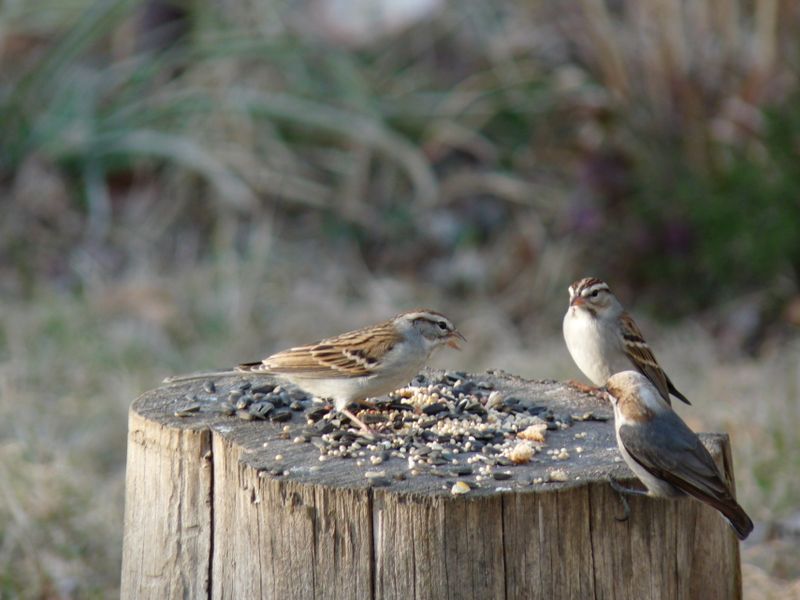Enough for every bird