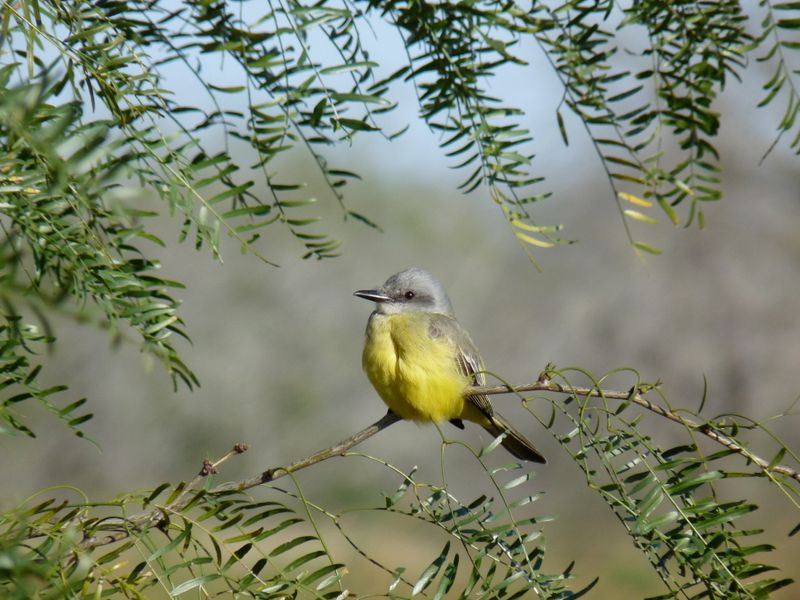 Cassin's Kingbird?