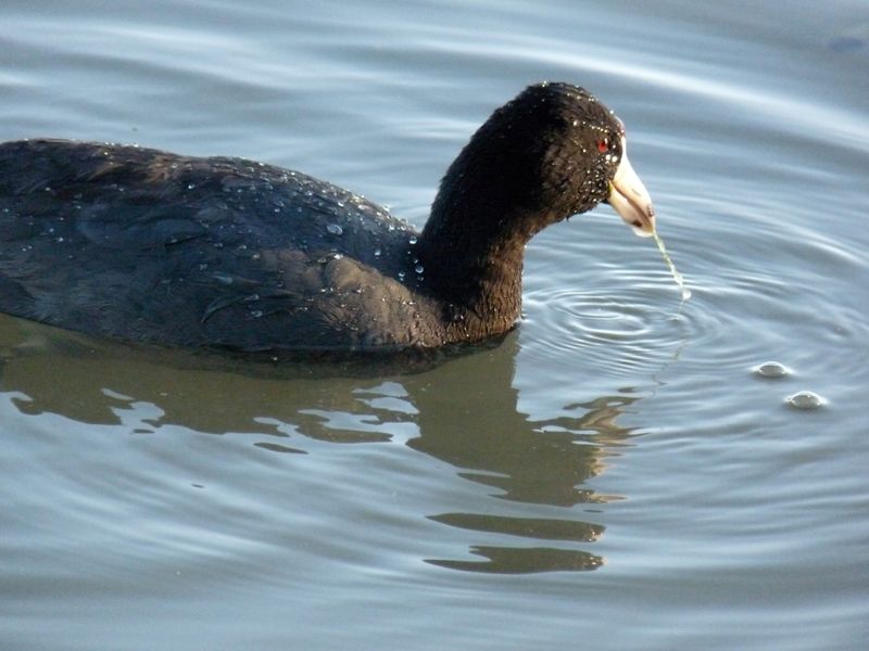 A Coot