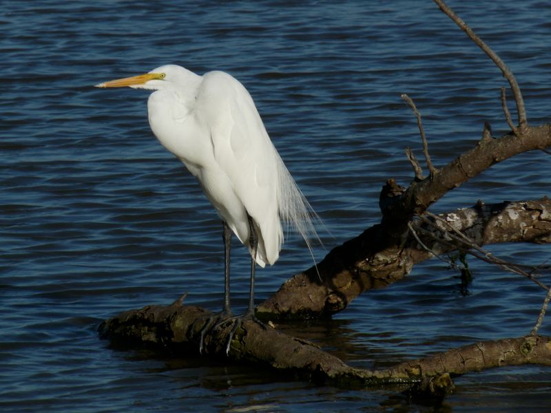 Great Egret