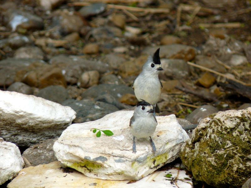 Black-crested Titmouse