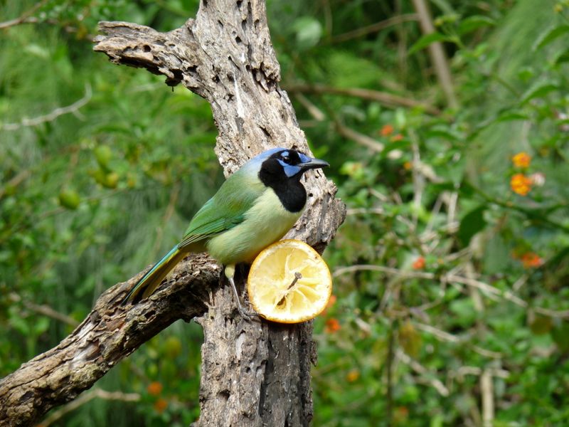 Green Jay