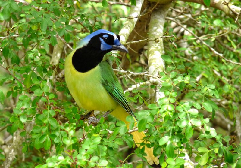 Green Jay