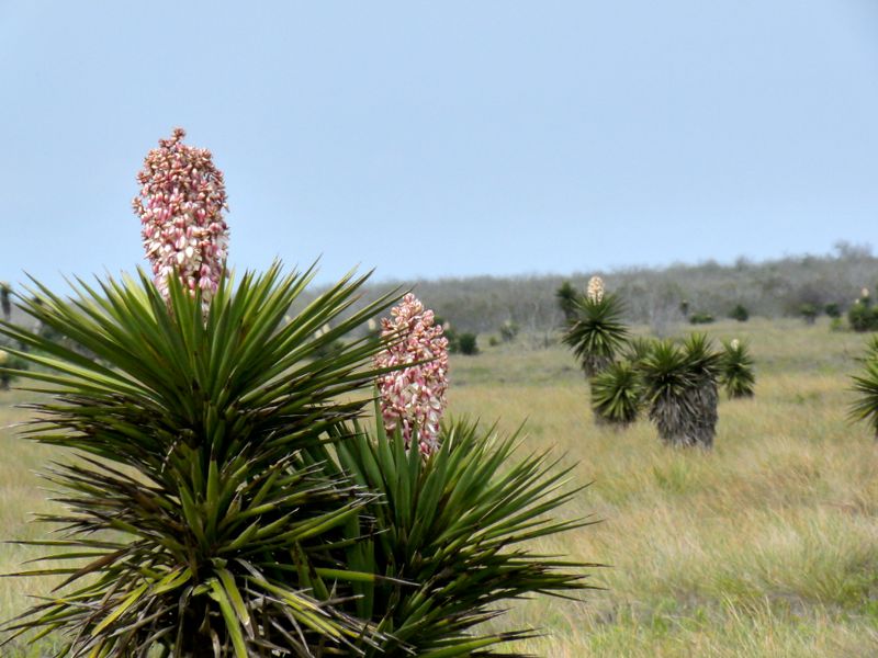 Century Plant
