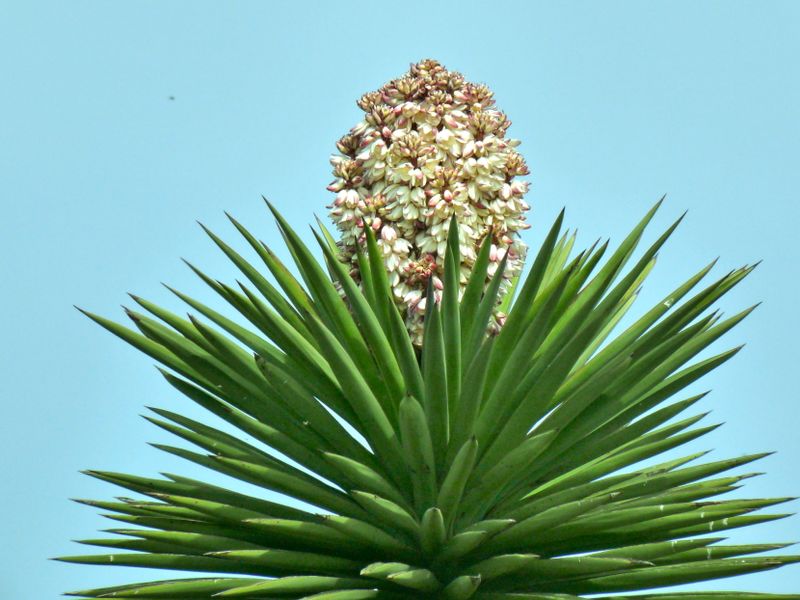 Century Plant