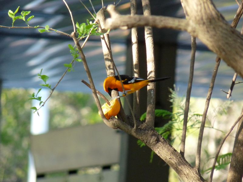 Altimira Oriole