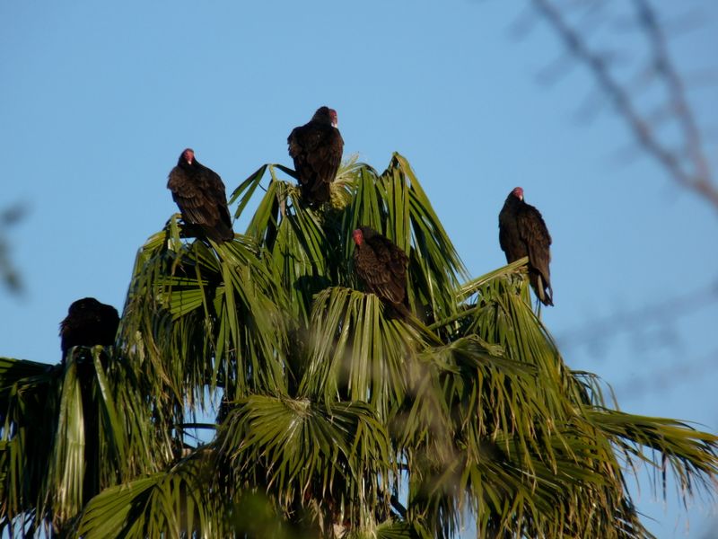 Turkey Vultures