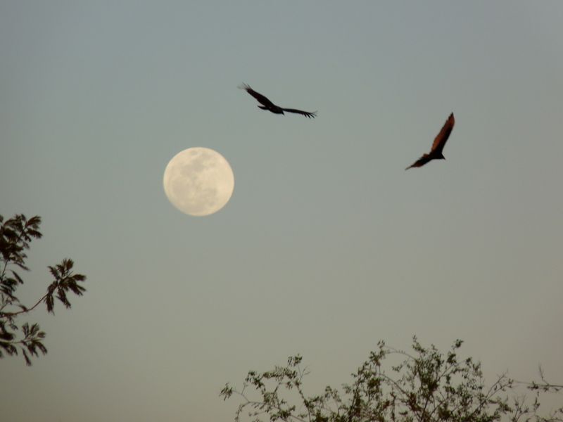 Roosting Turkey Vultures