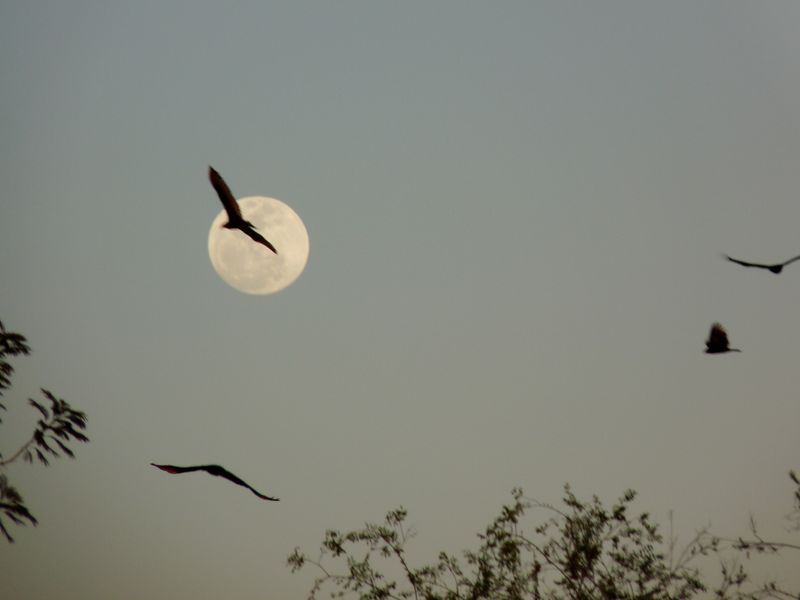 Vultures circling their roosting Spot for the night