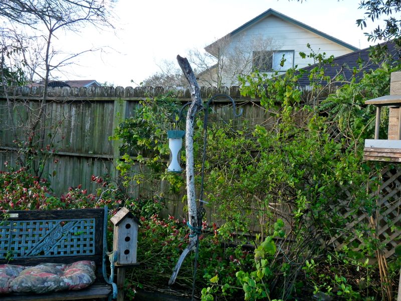 Linda's Yard