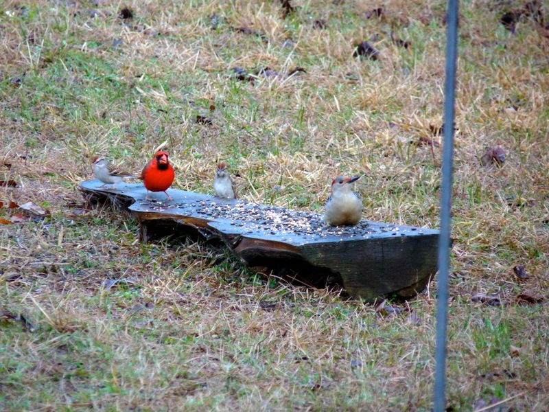 Becky has such unique bird feeders!