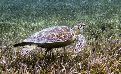 Underwater, Turks & Caicos