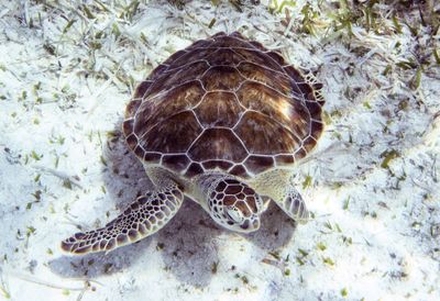 Underwater, Turks & Caicos