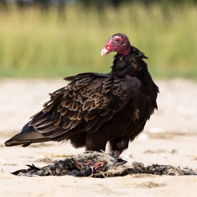 Vulture feeding