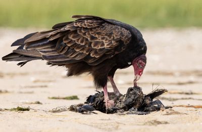 Vulture feeding