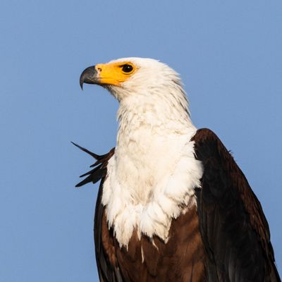 g13/29/498329/3/175124582.85e97ea1.JPEG