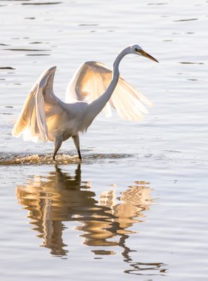Great Egrets feeding