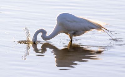 Great Egrets feeding