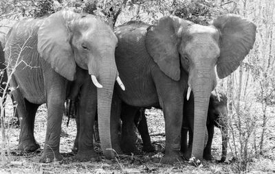 Wildlife of Botswana B/W