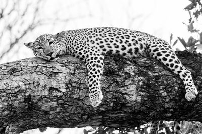 Wildlife of Botswana B/W