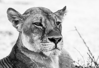 Wildlife of Botswana B/W