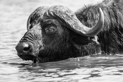 Wildlife of Botswana B/W