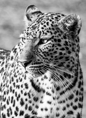 Wildlife of Botswana B/W
