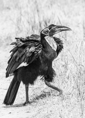 Wildlife of Botswana B/W