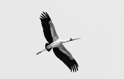 Wildlife of Botswana B/W