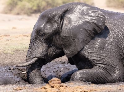Elephant trios, Botswana