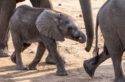 Elephant trios, Botswana