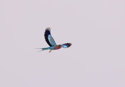 Birds of Botswana, Victoria Falls